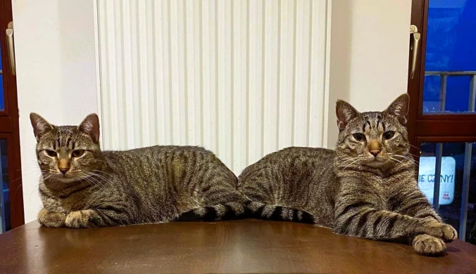 500 plus na sterylizację psa i kota. Dofinansowanie można otrzymać więcej niż raz.