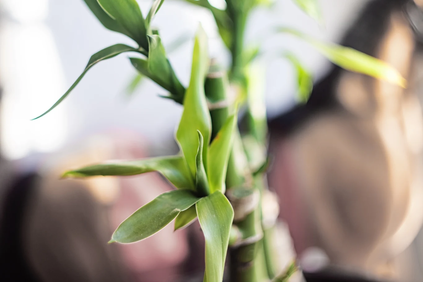 Dracena sandera nazywana jest również lucky bamboo Dracena sandera nazywana jest również lucky bamboo