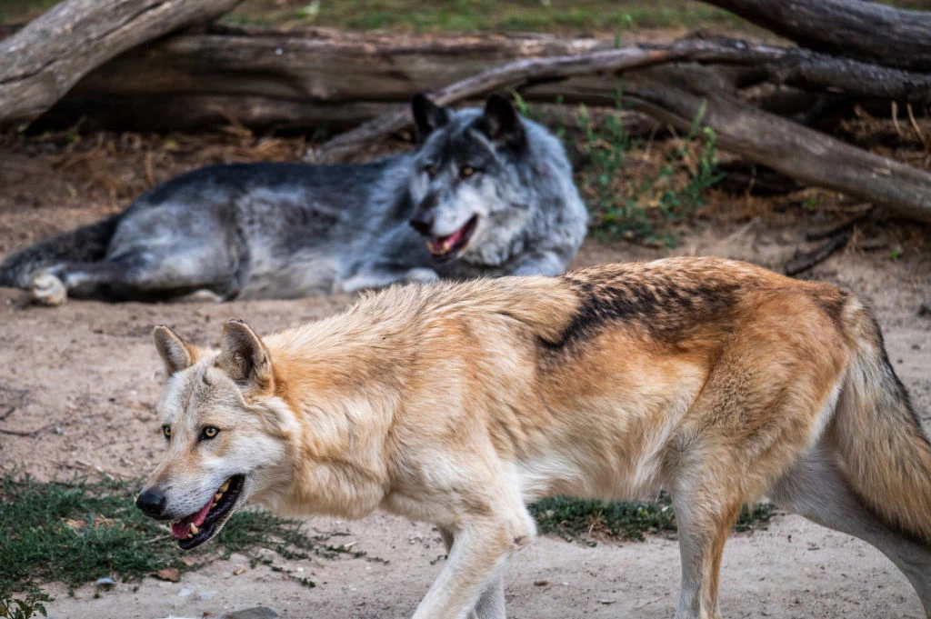 Wilki i psy - jak na siebie reagują?