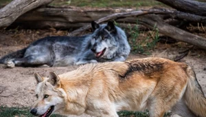 Ile jest wilka w psie? Naukowcy badają "rozmowy" tych ssaków