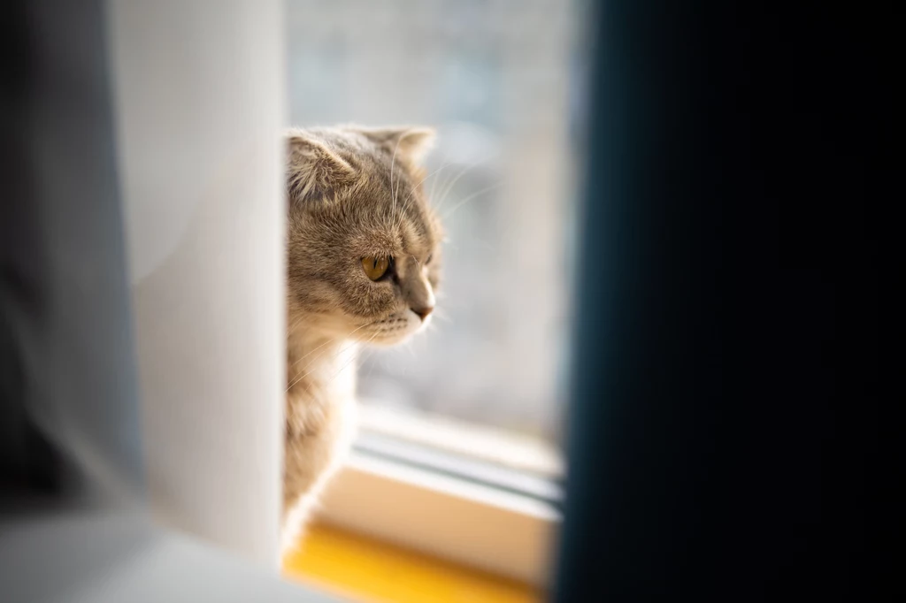 Przyczyną depresji u kotów najczęściej jest długotrwały stres. Dla niektórych zwierząt powodem zachorowania może być nawet zwykły remont