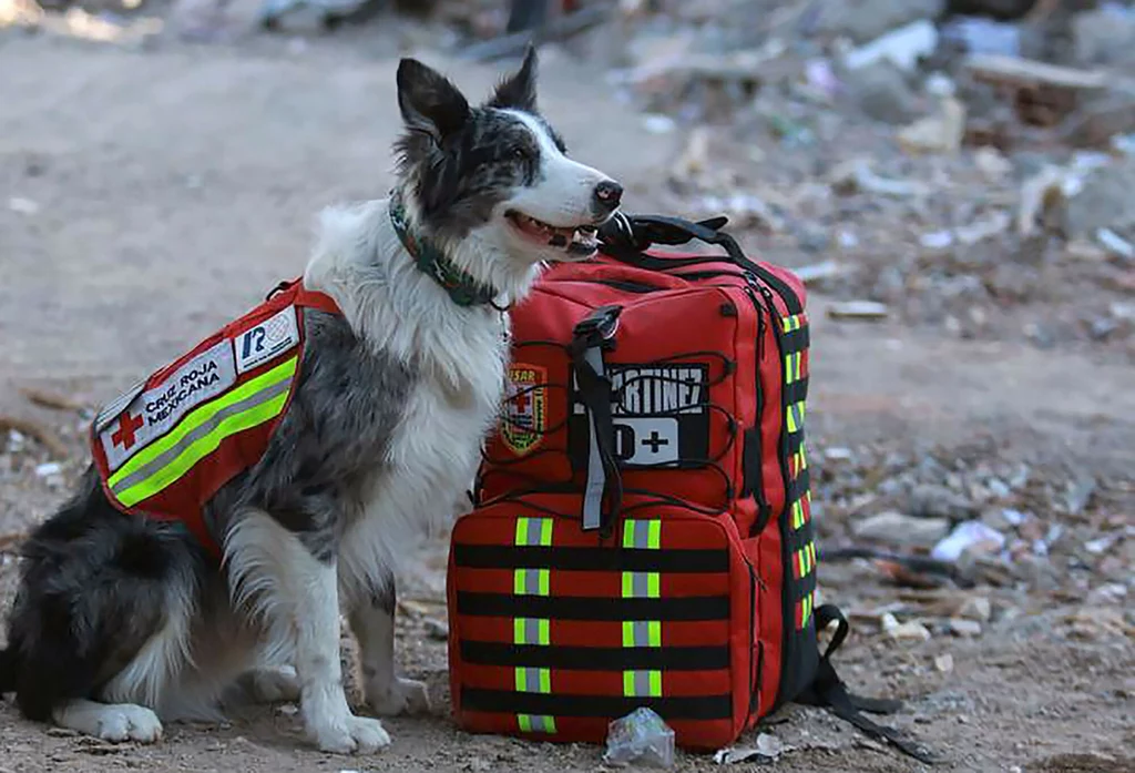 Psy ratownicze pracowały dzielnie na gruzowiskach w Turcji i Syrii