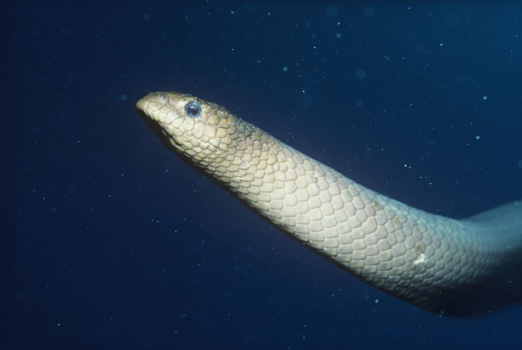 Wąż, którego zobaczył Australijczyk to najprawdopodobniej Aipysurus laevis, zwany popularnie "oliwkowym wężem morskim". Jest on jadowity, a do pływania używa szerokiego ogona przypominającego wiosło (zdj. ilustracyjne)