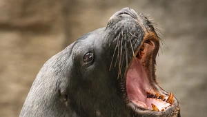 Ptasia grypa zbiera krwawe żniwo. Nie żyje prawie 600 lwów morskich w Peru