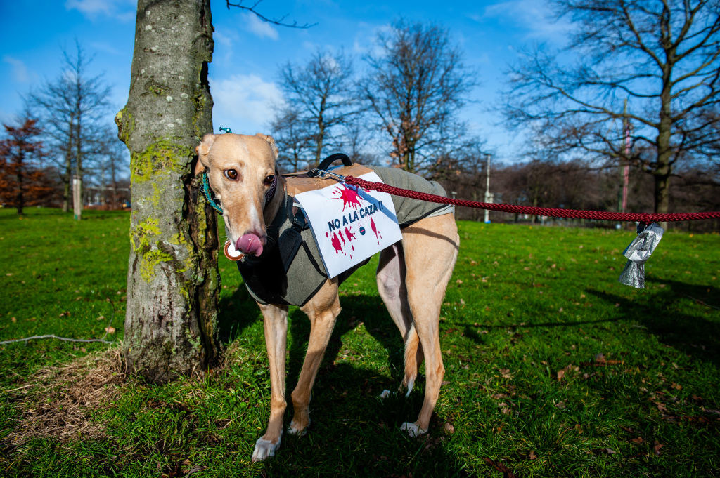 Galgos cierpią z powodu licznych urazów poniesionych w wyniku polowań i wyścigów