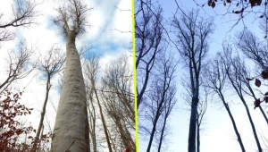 Buk pospolity z okolic Dąbrówki Szczepanowskiej koło Tarnowa to nowy rekordzista