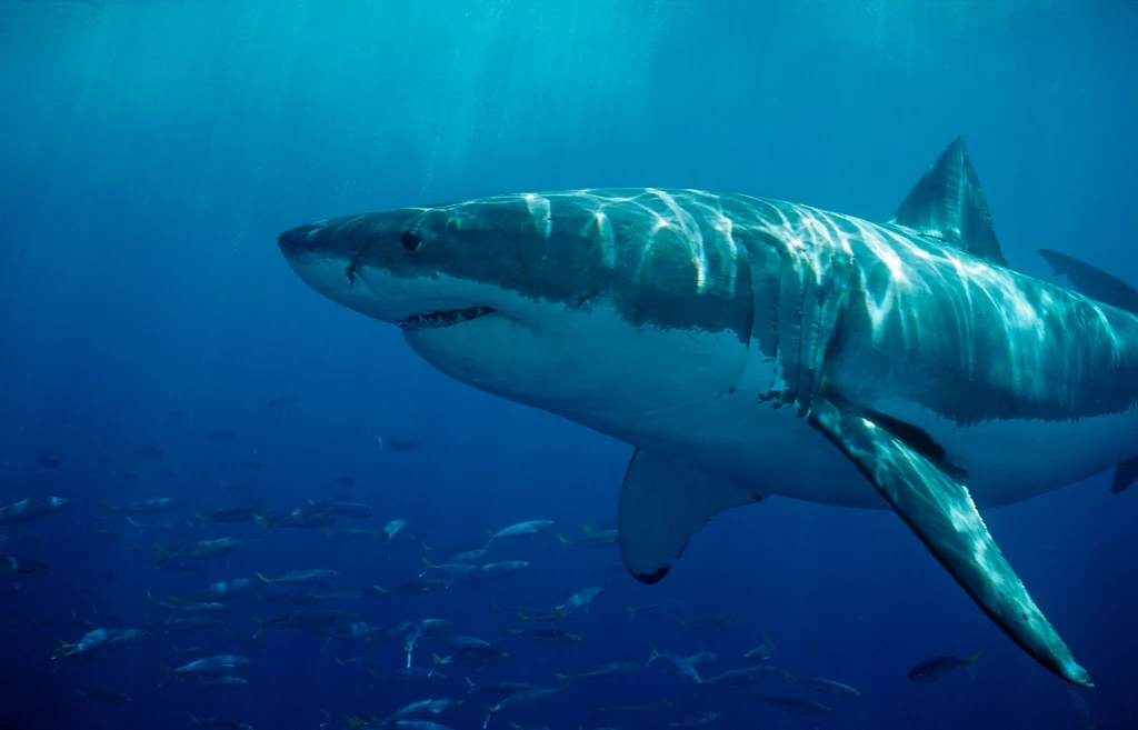 Każdego roku do największej liczby ataków rekinów na ludzi dochodzi na terenie USA