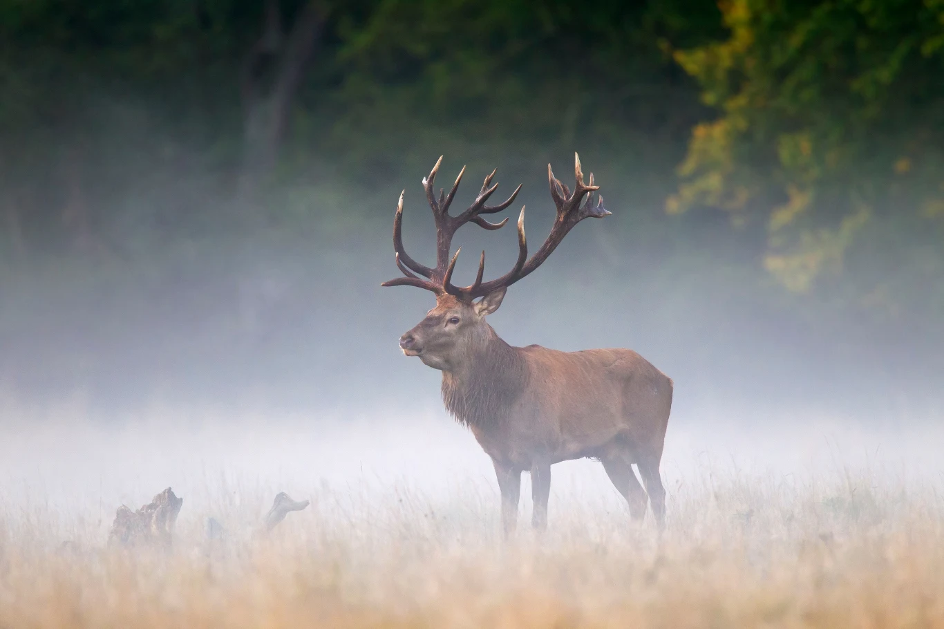 Poroża jeleni i łosi są cennym znaleziskiem. Właśnie zaczął się okres gdy zwierzęta zrzucają je w polskich lasach Poroża jeleni i łosi są cennym znaleziskiem. Właśnie zaczął się okres gdy zwierzęta zrzucają je w polskich lasach