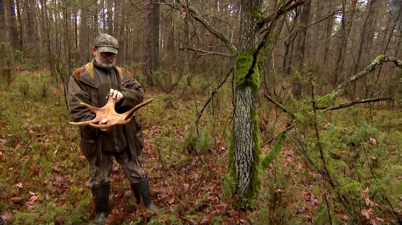 Zbieranie zrzuconych poroży w lesie to dobry pomysł na spacer. I wyjątkowa nagroda dla wytrwanych poszukiwaczy Zbieranie zrzuconych poroży w lesie to dobry pomysł na spacer. I wyjątkowa nagroda dla wytrwanych poszukiwaczy