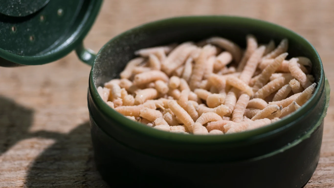 Niektóre skróty z E oznaczają, że w produktach znajdują się ciała robaków Niektóre skróty z E oznaczają, że w produktach znajdują się ciała robaków