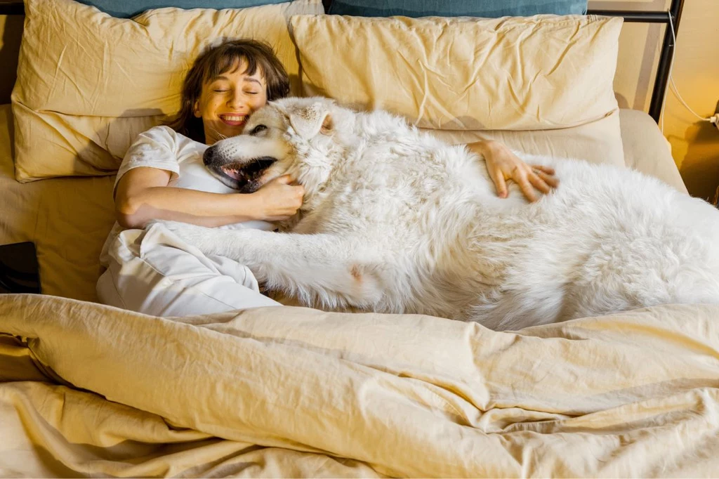 Psy często kochają spać z człowiekiem w łóżku 
