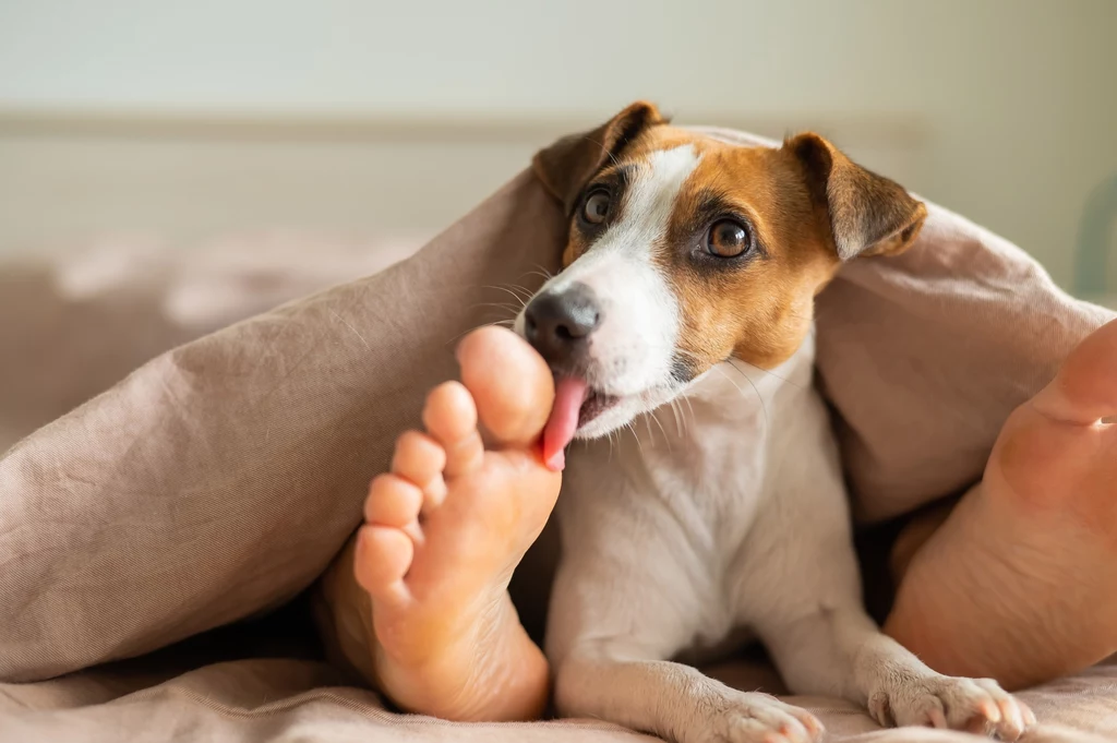 Pies w łóżku może być powodem niewyspania - zarówno naszego, jak i psa