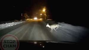 Kierowca nie uniknął zderzenia z sarną. Na tym jednak całe zdarzenie się nie kończy.