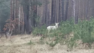 Albinos w lasach województwa lubuskiego