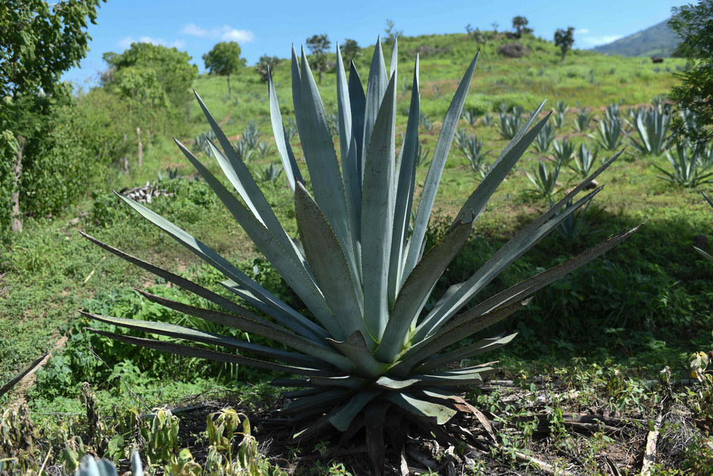 Agave angustifolia rosnąca w Meksyku