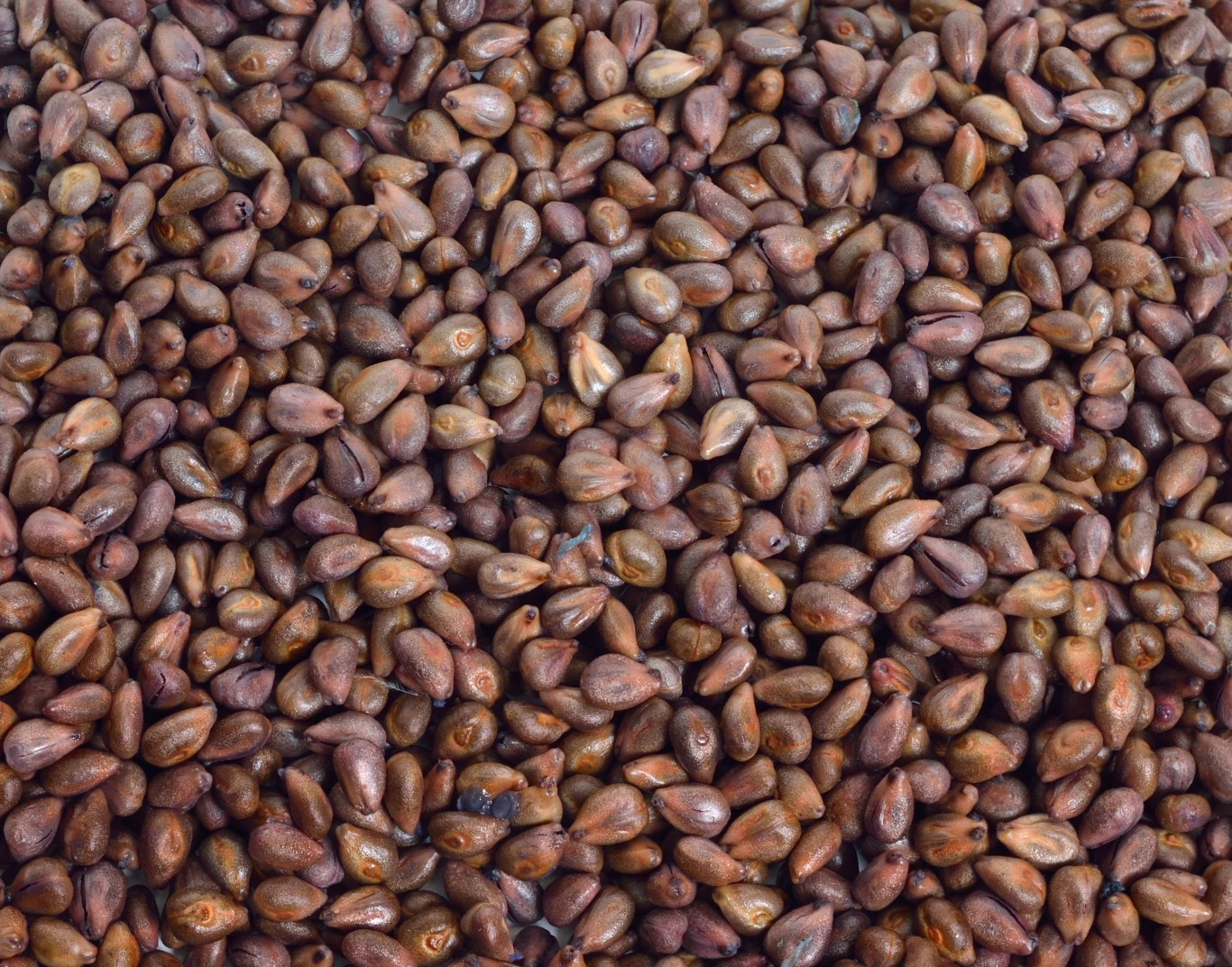 Olej z pestek winogron wytwarzany jest z nasion winorośli, które są produktem ubocznym w procesie produkcji wina