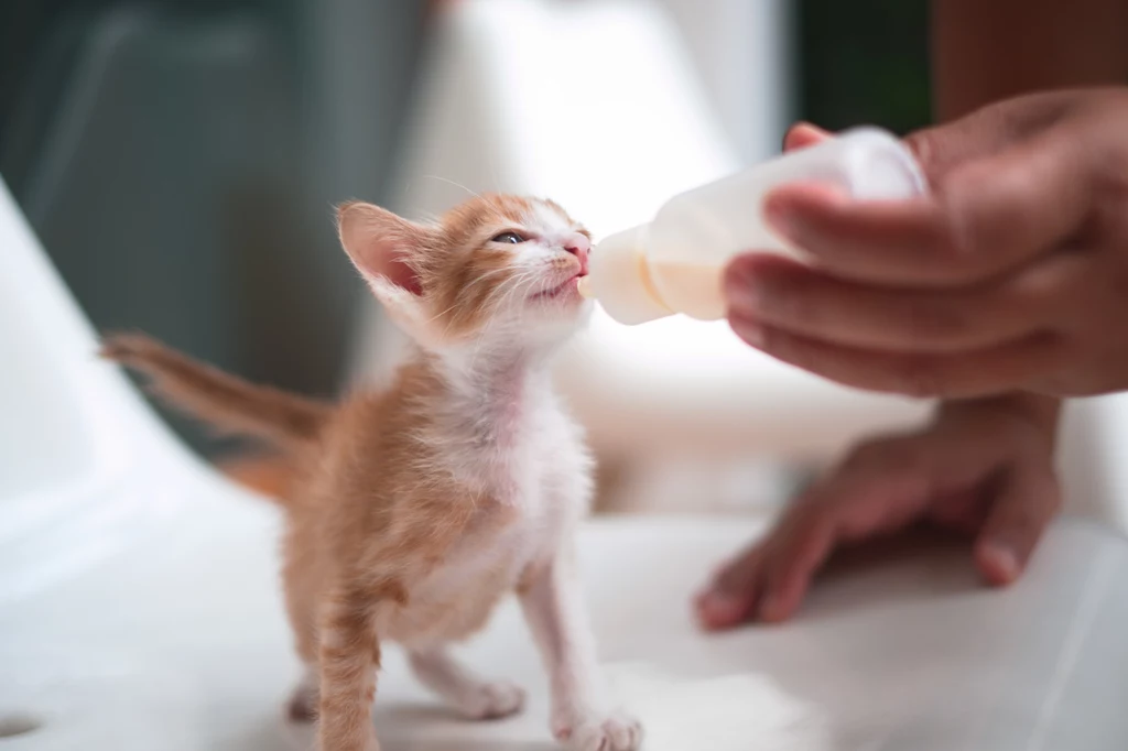 Koty po 12. tygodniu życia tracą zdolność trawienia laktozy znajdującej się w mleku.