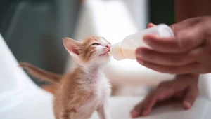 Dlaczego kot lubi mleko i czy jest ono zdrowe dla mruczka?
