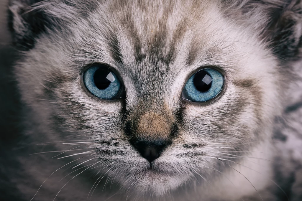 Koty widzą w trichomii. To oznacza, że dostrzegają kolory: zielony, żółty i zabarwienie niebiesko-fioletowe. 