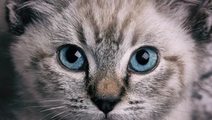 Koty widzą w trichomii. To oznacza, że dostrzegają kolory: zielony, żółty i zabarwienie niebiesko-fioletowe. 