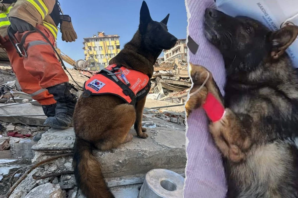 Proteo zginął podczas akcji ratowniczej w Turcji po trzęsieniu ziemi 