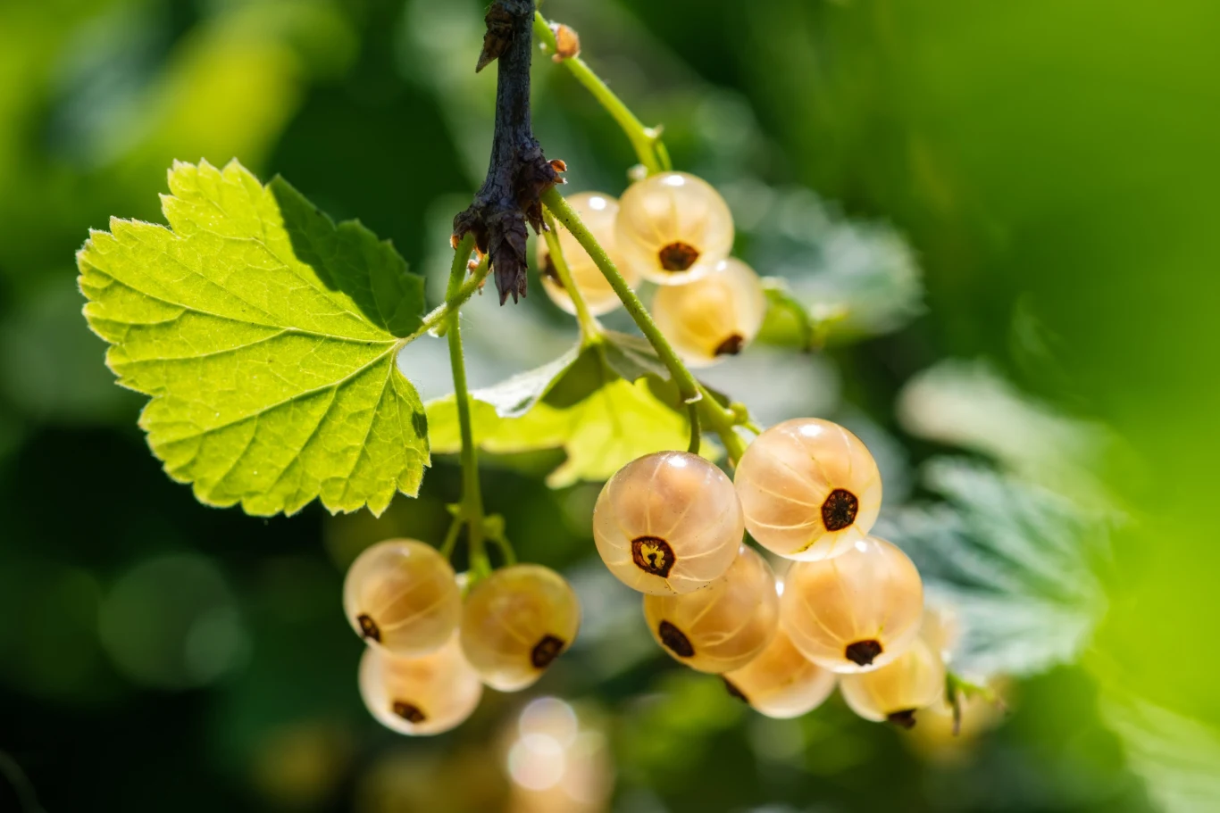 Gałązki porzeczek kolorowych żyją maksymalnie do 8 lat Gałązki porzeczek kolorowych żyją maksymalnie do 8 lat