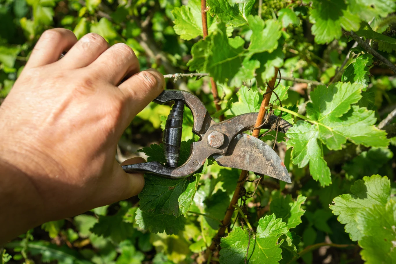 Przedwiośnie to idealny moment na cięcie krzewów owocowych