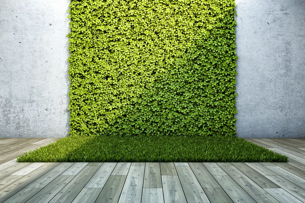 Bluszcz to roślina idealna, jeżeli marzysz o zielonej ścianie w pokoju dziennym.