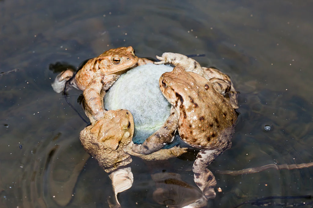 Żaby w okresie godowym łączą się w miłosnych uściskach