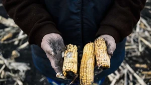 Rząd przyjął uchwałę, na mocy której przeznaczy na pomoc producentom kukurydzy i pszenicy 600 mln zł