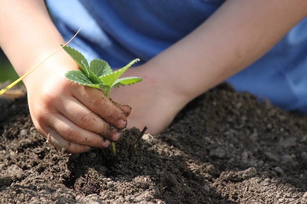 Uprawa roślin to element nauki zdrowego stylu życia, troski o środowisko, ale również świetna zabawa dla dzieci w każdym wieku