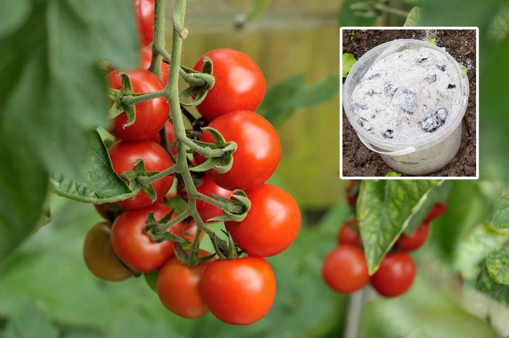 Co daje stosowanie popiołu drzewnego w uprawie pomidorów?