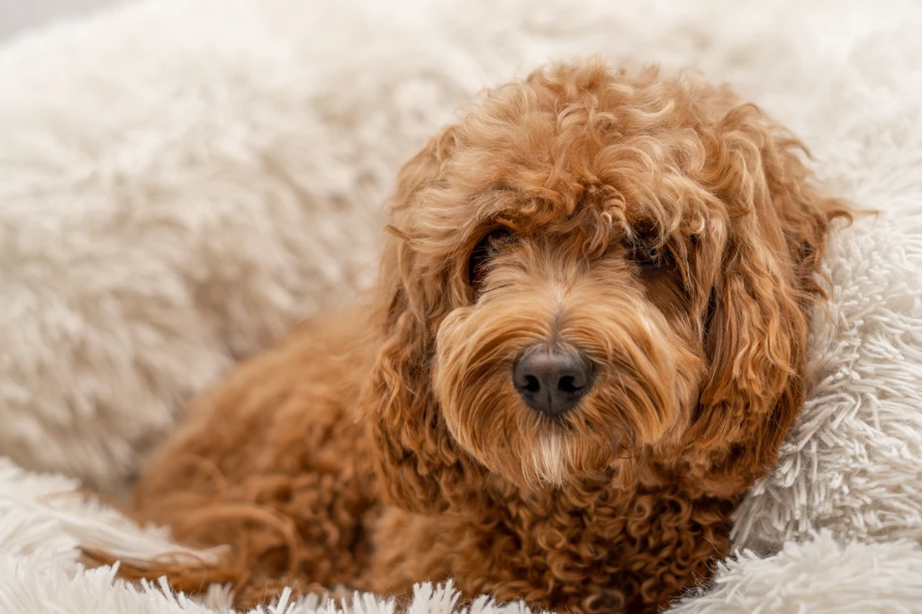 Uciekinier był mieszanką pudla i Cavalier King Charles Spaniela