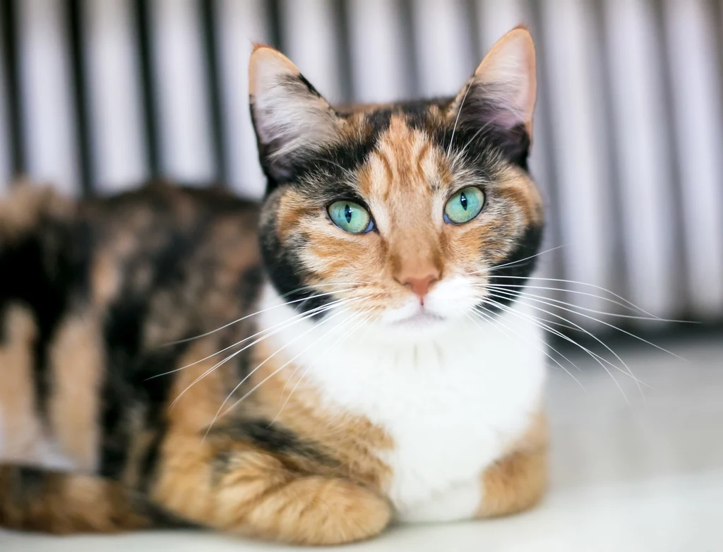 Pozycja chlebka lub sfinksa jest jedną z najpopularniejszych, jakie koty często przyjmują, odpoczywając 