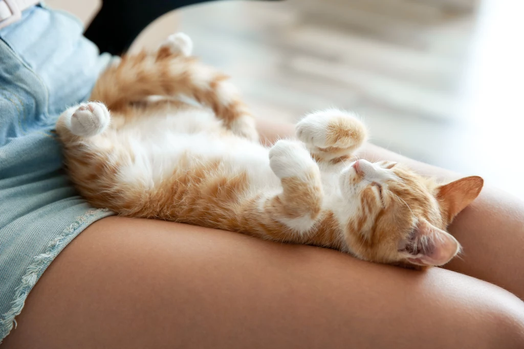 Kot śpiący na plecach i pokazujący swój brzuch, czuje się bezpiecznie