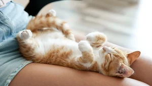 Kot śpiący na plecach i pokazujący swój brzuch, czuje się bezpiecznie