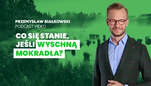 Na bagnach i torfowiskach. Co dzieje się obecnie z podmokłymi terenami?