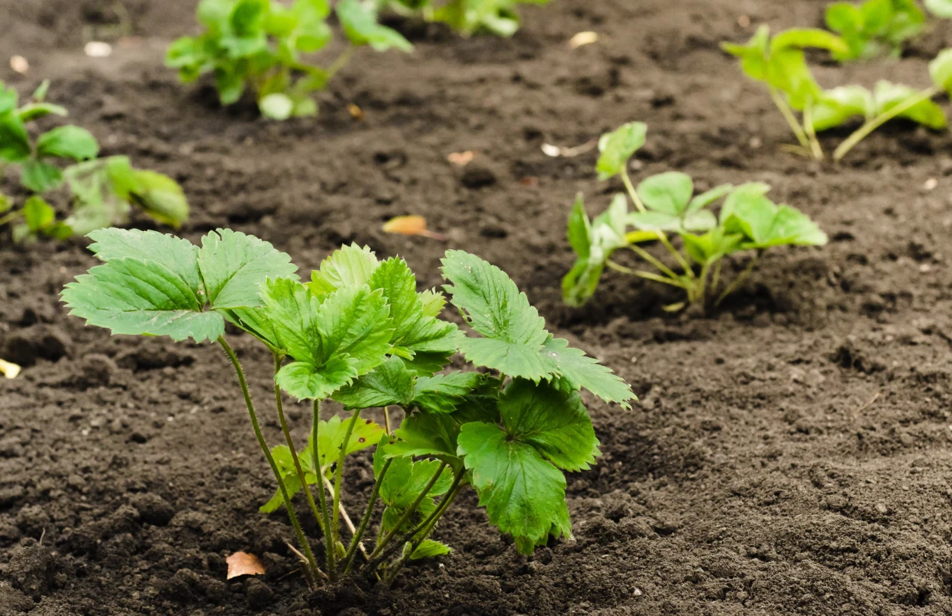 Przedwiośnie to dobry moment na sadzenie pierwszych truskawek