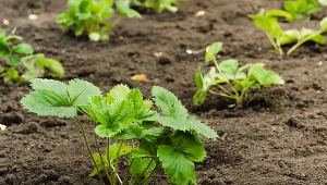 Przedwiośnie to dobry moment na sadzenie pierwszych truskawek