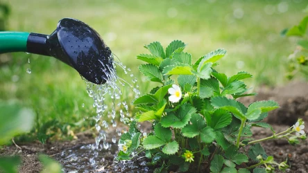 Jesienne nawożenie truskawek. Rośliny odwdzięczą się zdrowymi plonami.