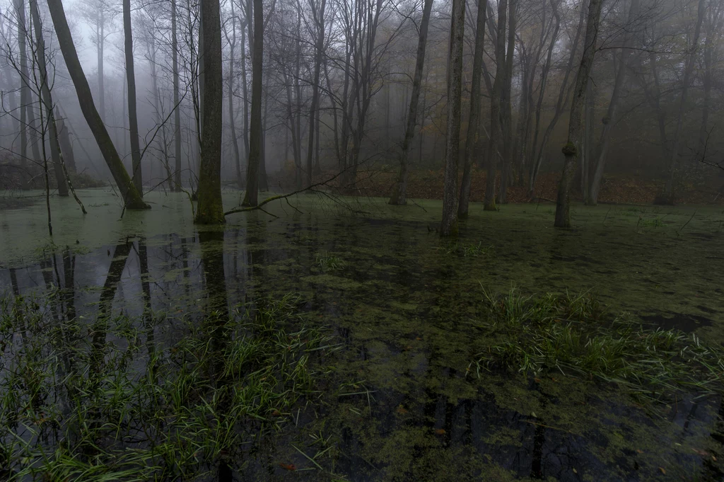 Podmokłe tereny pełną liczne funkcje, m.in. hydrologiczne