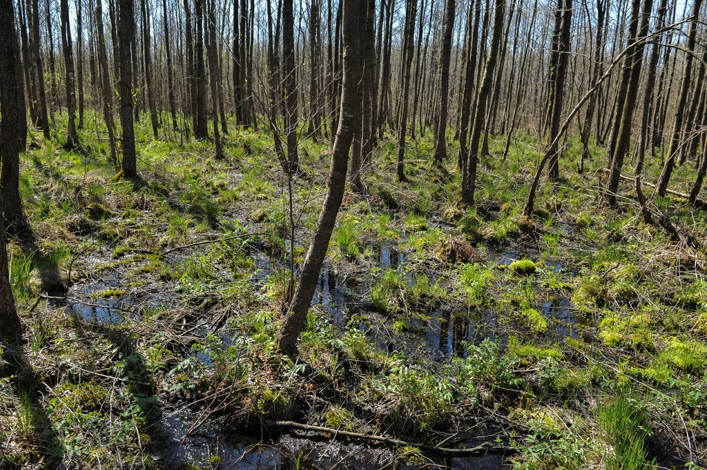 Biebrzański Park Narodowy słynie z licznych mokradeł