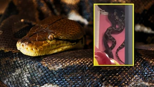 Dwa węże spadły przez dziurę w suficie. Niesamowite wideo z Malezji
