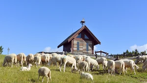 Władze województwa małopolskiego zachęcają do wypasu kulturowego owiec. Przekażą na to 2 mln złotych