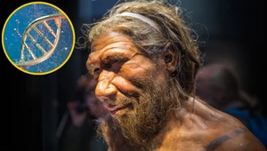 W jaki sposób nasze neandertalskie geny pomagają nam w codziennym życiu?