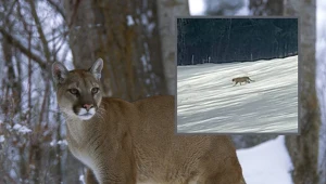 Niezidentyfikowane zwierzę (na małym zdjęciu) zauważył mieszkaniec Binczarowej, na zdjęciu ilustracyjnym w tle: puma