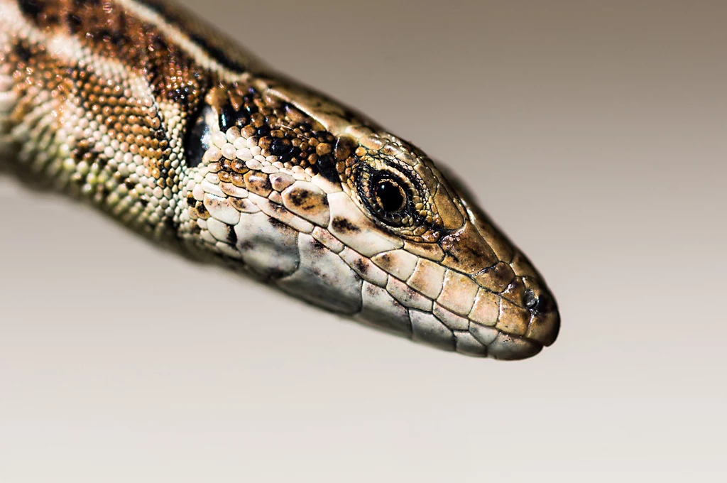 Węże nie posiadają małżowiny usznej, ale mają ucho wewnętrzne - tak jak ludzie.
