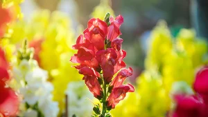 Posadź tę roślinę zamiast hortensji. Lwia paszcza w ogrodzie wzbudzi zazdrość sąsiadów