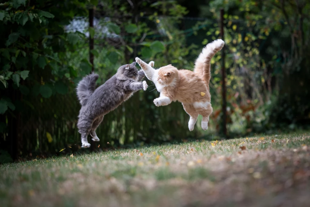 Jak rozpoznać, czy nasze koty się bawią, czy biją? Rozróżnienie tych dwóch aktywności może być zagadką nawet dla najbardziej zaprawionych kociarzy