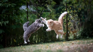 Czy koty biją się, czy bawią? Tak rozpoznasz agresję między mruczkami